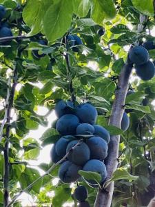 Rodinný dom s 2 bytovými jednotkami, predaj, centrum Prešova, Kotrádova ulica